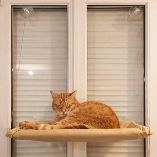 CloudNest - Hamac spécial fenêtre pour chat
